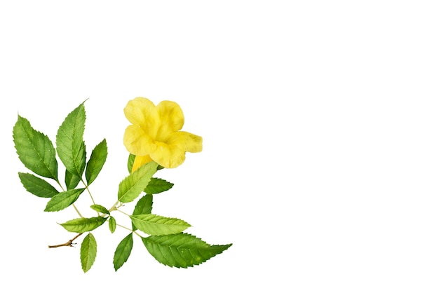 Yellow Flower and green leaf isolated on white background with path