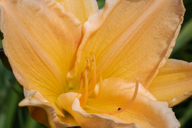 Yellow flower among green leaves close up