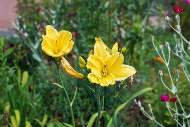 Yellow flower among green leaves close up