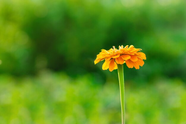 Yellow flower on green stem with soft selective focus of beautiful nature Summer blurred background