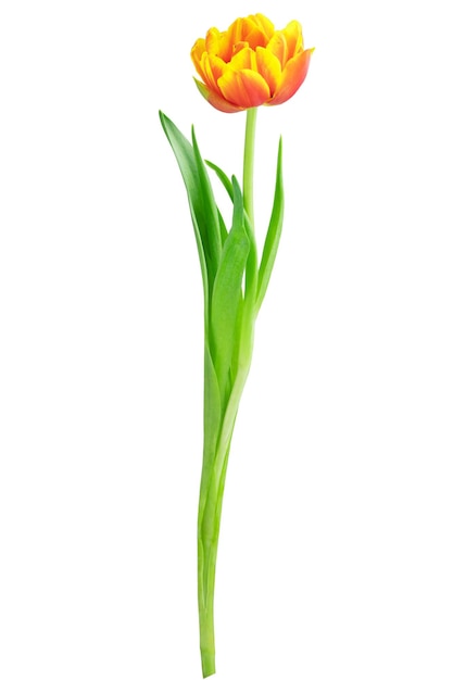 A yellow flower in a green vase against a white background.