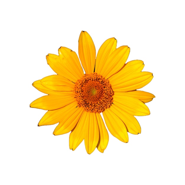 Yellow flower head isolated on white background