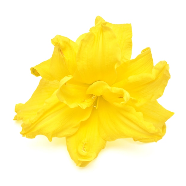 Yellow flower hemerocallis daylily terry isolated on a white background