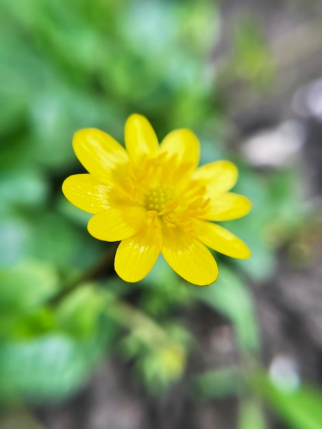 노란 꽃의 초식 식물 봄 Chistyak 또는 봄 Buttercup 가까이