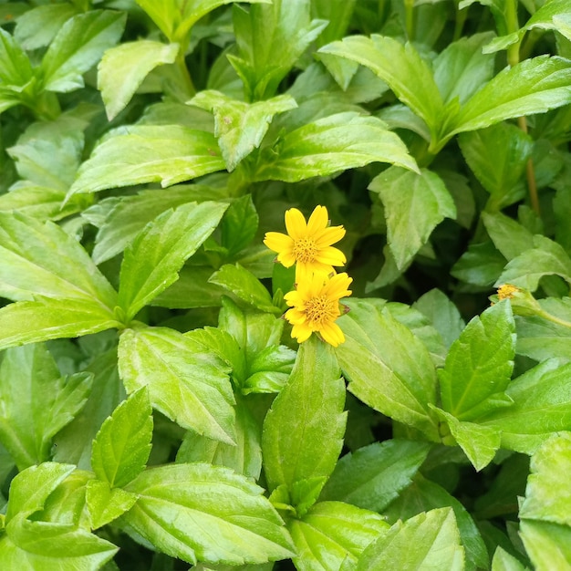 写真 緑の草に黄色い花