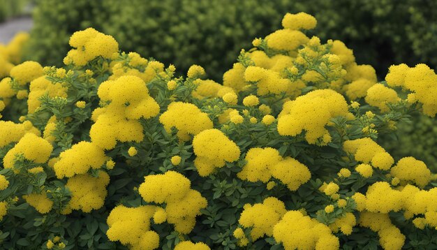 Photo a yellow flower is blooming in a field of green leaves