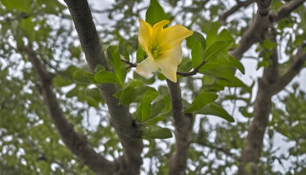 Photo a yellow flower is blooming on a tree