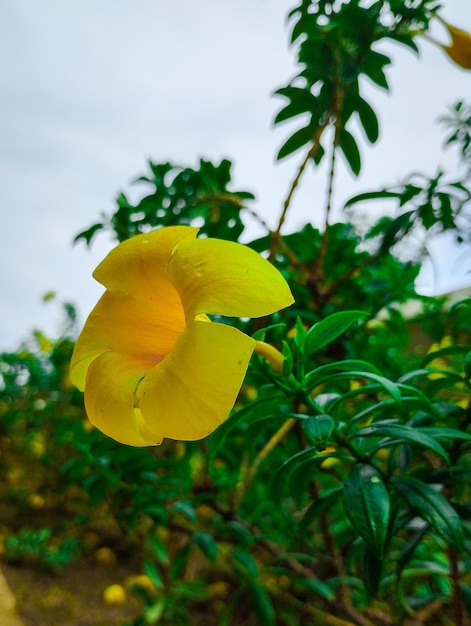 A yellow flower is in the foreground and the sky is blue.