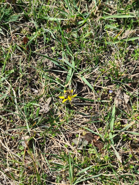 A yellow flower is in the grass and the grass is dead.