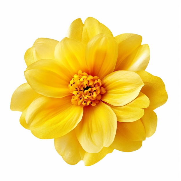 Yellow flower isolated on white background png