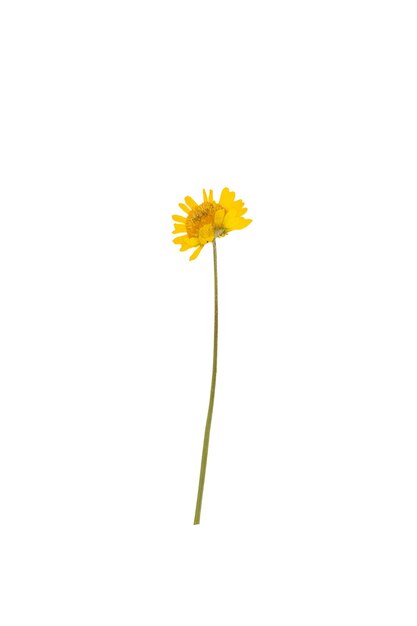 Yellow flower isolated on white