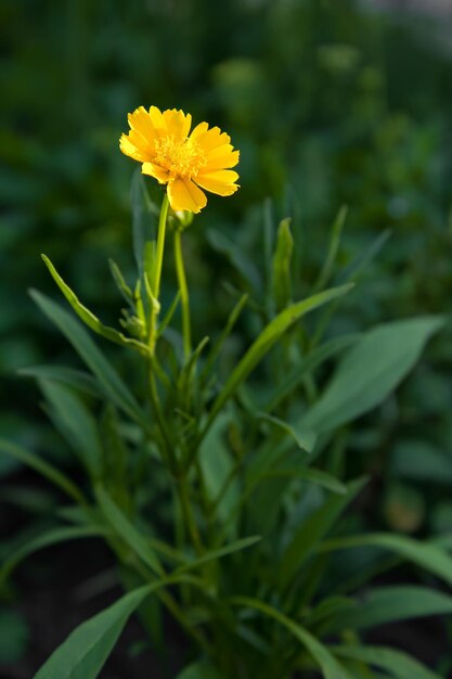 Yellow flower of Lanceleaf Coreopsis in garden