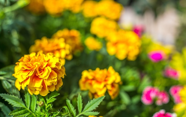 黄色の花、マリーゴールド