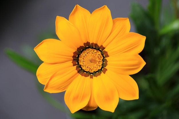 Yellow flower on natural background