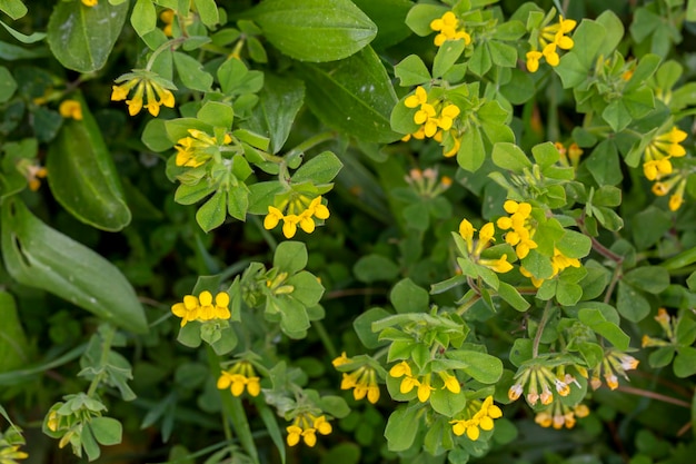 Yellow flower in nature. Scientific name; Lotus ornithopodioides