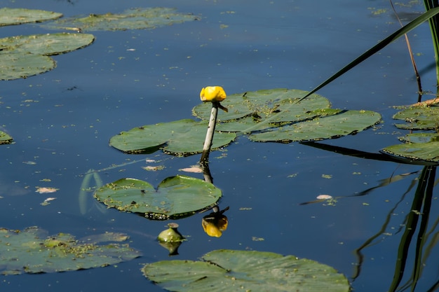 Yellow flower of nuphar lutea waterlily cow lily in a pond