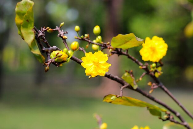 Photo yellow flower of ochna integerrima lour merr