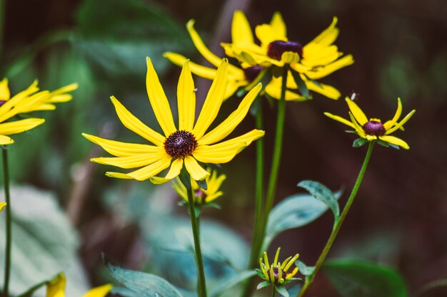 사진 rudbeckia fulgida 또는 노란색 coneflower의 노란색 꽃