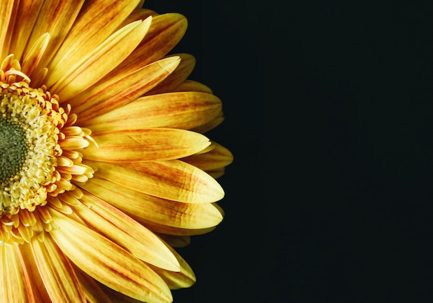 写真 黒の背景に黄色の花