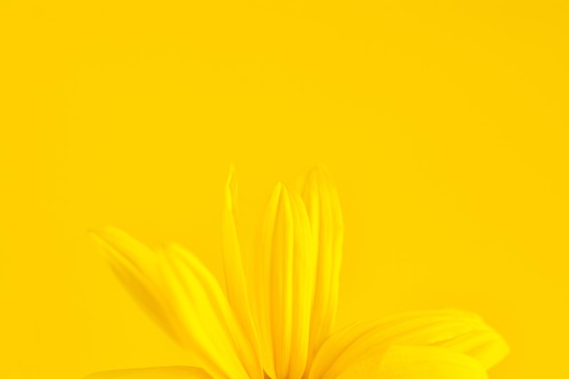 Yellow flower petals of topinambur on yellow background top copy space blurred yellow flower