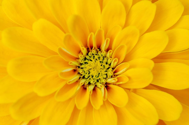 黄色の花びらは、背景パターンがぼやけています。