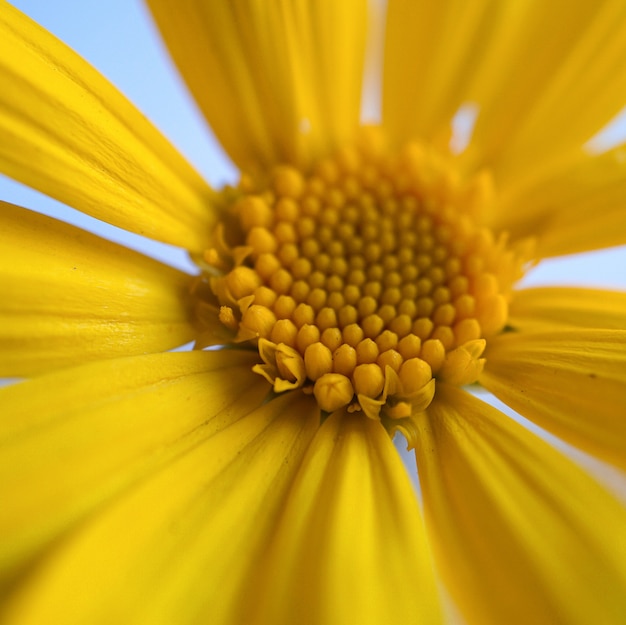 Yellow flower petals