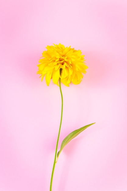 Yellow flower on a pink background Minimalistic greeting card Summer concept place for text