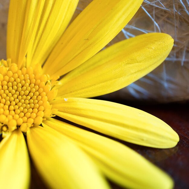 Yellow flower plant