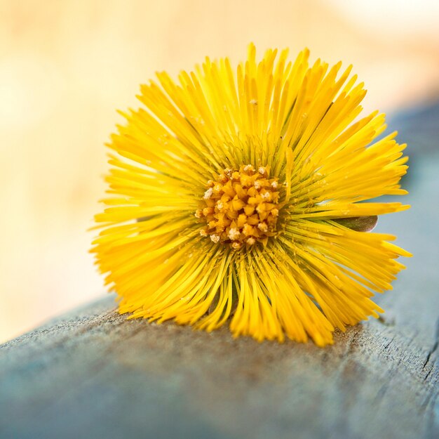 yellow flower plant                     