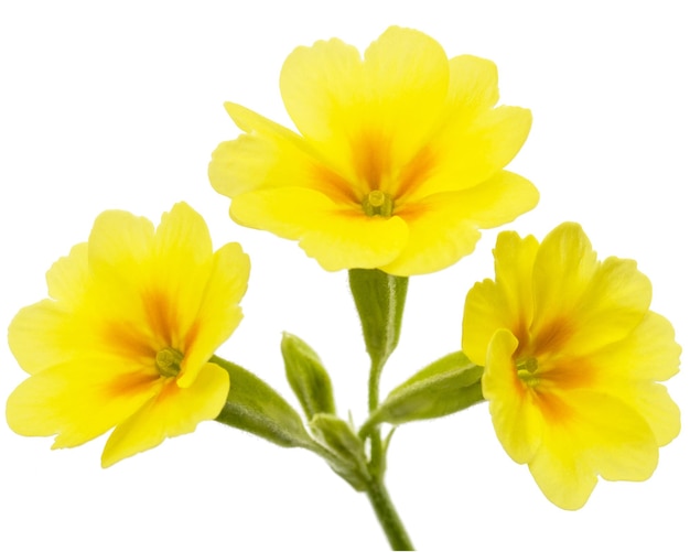 Yellow flower of primrose isolated on white background