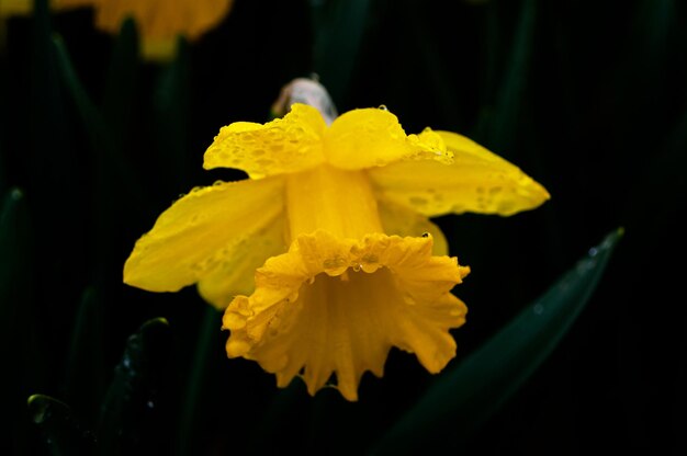 A yellow flower in the rain