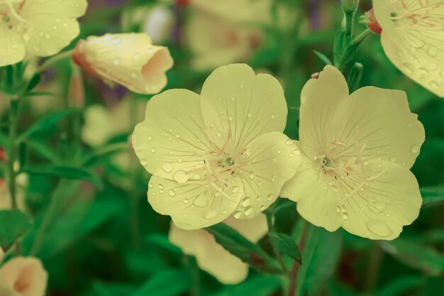 雨の滴の中の黄色い花 オエノテラ 挨カード 美しさは自然にある