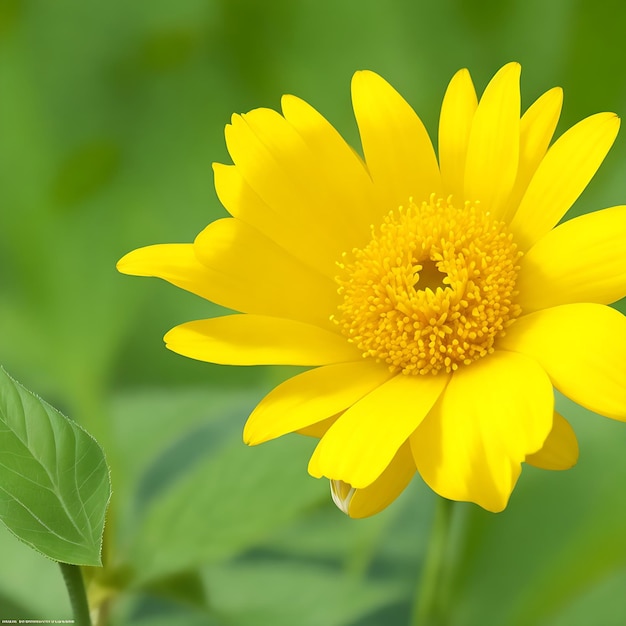 Yellow flower red flower