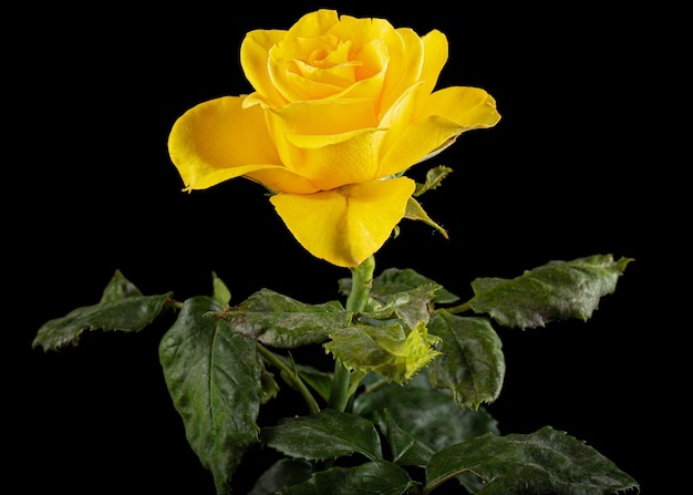 Yellow flower of rose isolated on black background