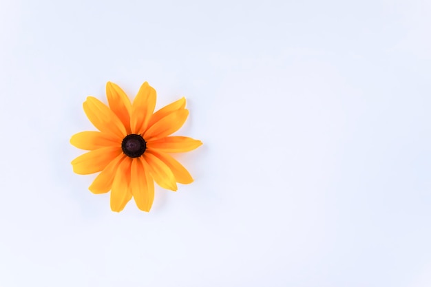 Fiore giallo di rudbeckia su sfondo bianco