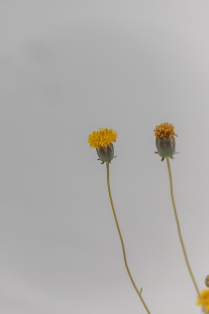 yellow flower on sand dunes