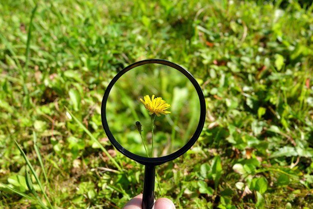 写真 拡大鏡を通して見られる黄色い花