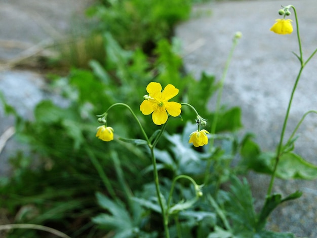 Желтый цветок серебристой лапчатки Potentilla argentea