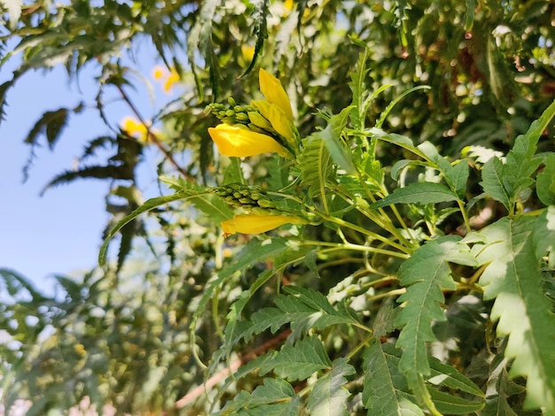 Yellow flower small yellow flower yellow flower with leaf