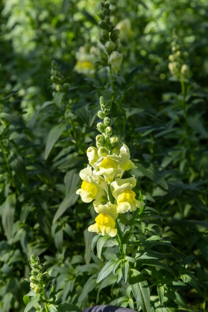 Yellow flower snapdragon against the background of green plants