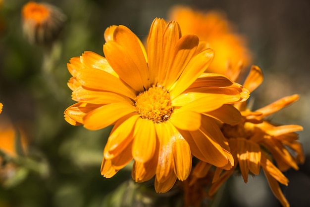 A Yellow Flower in spring