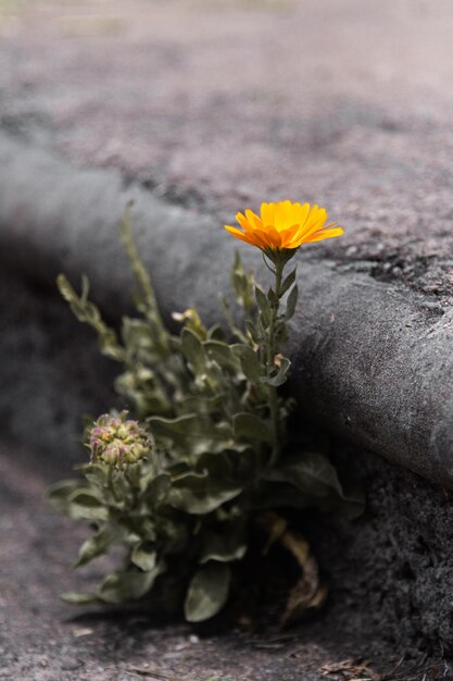 A yellow flower stands in the middle of a concrete wall.