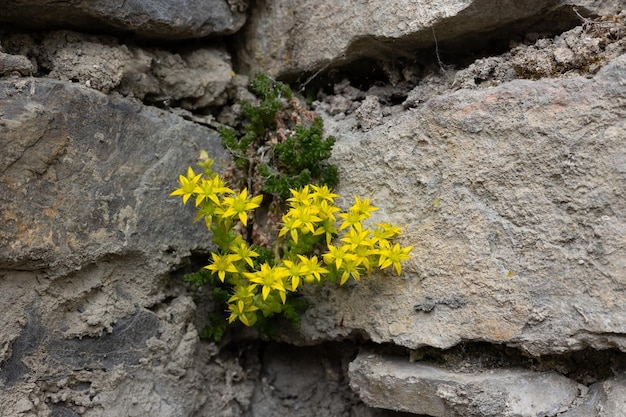 Yellow flower on the stones