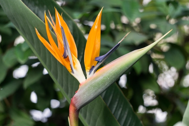 A yellow flower of Strelitzia in a greenhouse