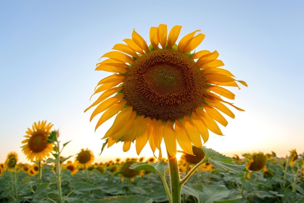 Yellow flower of sunflower in a field closeup