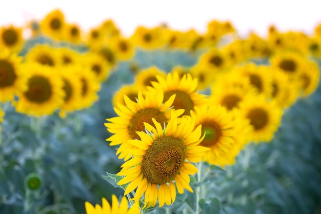 Yellow flower of sunflower in a field closeup