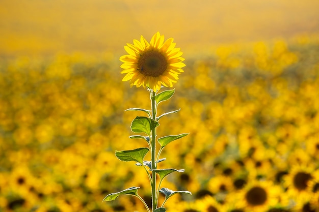 Yellow flower of sunflower in a field closeup