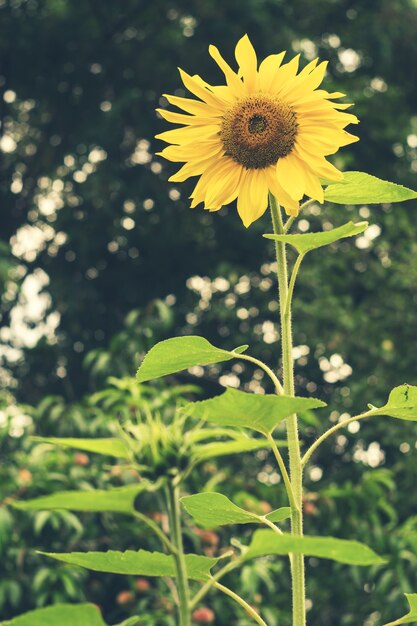 Yellow flower of a sunflower. Vegetable oil source