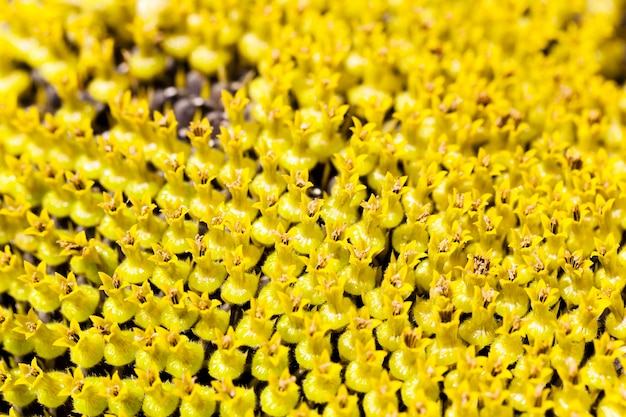 Желтый цветок подсолнуха
