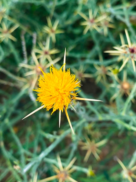 Photo yellow flower of thistle cirsium vulgare